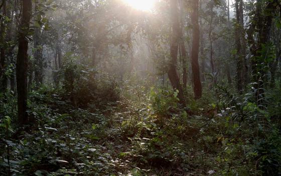 Indigenous Garo people have been living in or near this forest in Madhupur, Bangladesh, for more than a hundred years. The forest is now threatened by government "eco" projects. (Stephan Uttom Rozario)